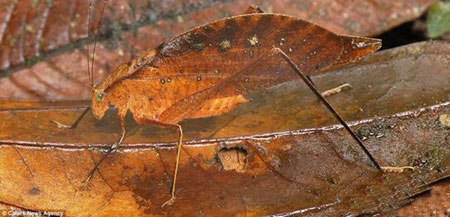 مخلوقاتی با بالاترین قدرت استتار