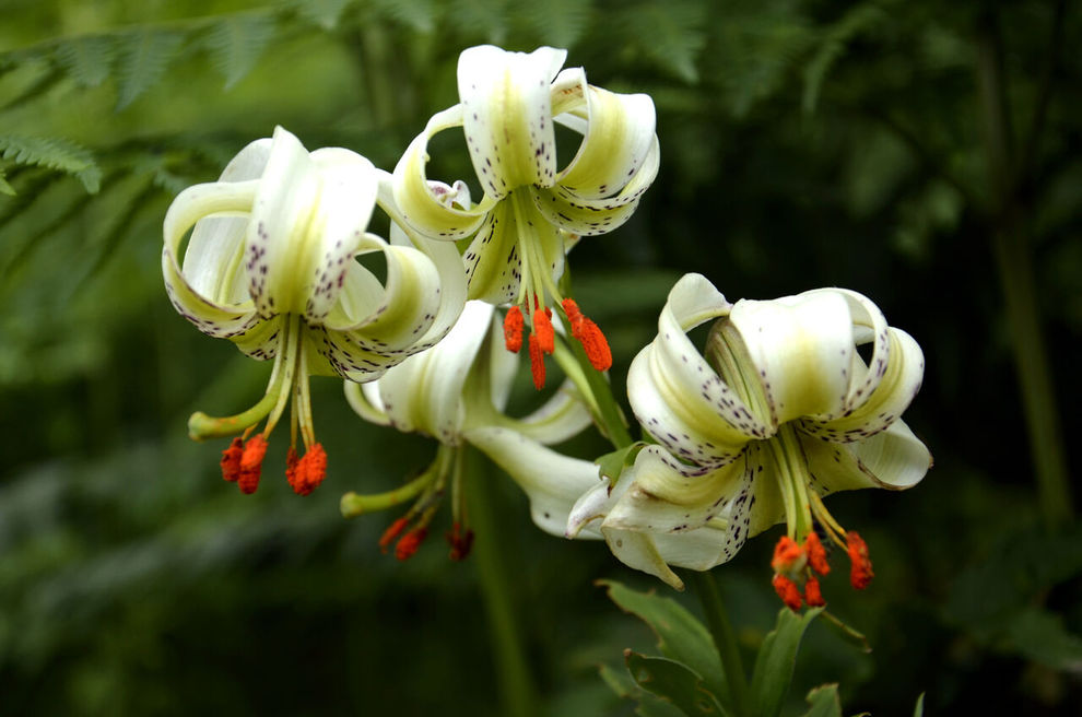 شکوفایی نادرترین گل جهان در داماش گیلان