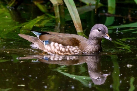 آشنایی با 12 نوع اردک