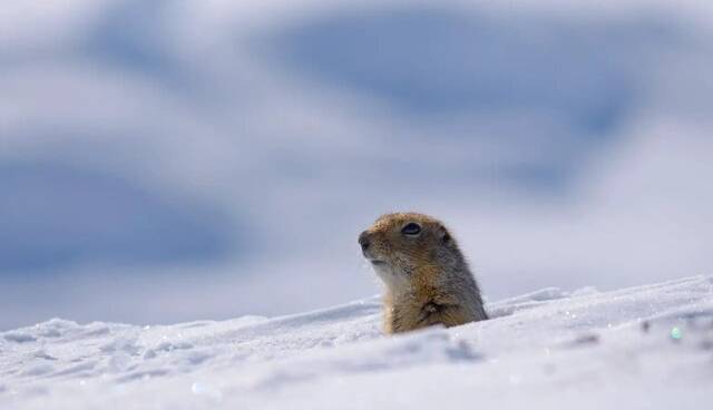 اثر تغییرات آب و هوایی بر الگوی خواب زمستانی