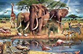 کدام حیوان کوتاه‌ترین طول عمر را دارد؟