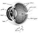 انیمیشن آناتومی چشم در محور نوری