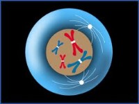 تمرین تستی از قیدها در زیست‌شناسی