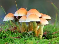 جمع‌بندی ویژگی‌های قارچ‌ها ـ‌ زیست‌شناسی