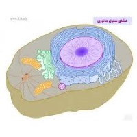جمع‌بندی قسمت گیاهی مبحث سازمان‌بندی سلول‌ها
