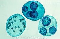 دانشنامه زیست شناسی: ولوکس