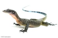 دانشنامه زیست شناسی: ویژگی خزندگان