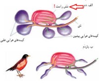 دانشنامه زیست شناسی: تنفس نایی