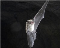 دانشنامه زیست شناسی: پژواک سازی در خفاش ها