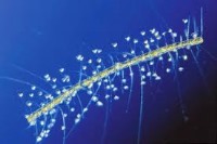 دانشنامه زیست شناسی: مژکداران و تولیدمثل جنسی در آنها