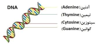 آموزش فعال: فصل اول زیست شناسی 3- دوازدهم