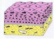 خلاصه نکاتی از زیست شناسی جانوری برای فارغ التحصیلان تجربی