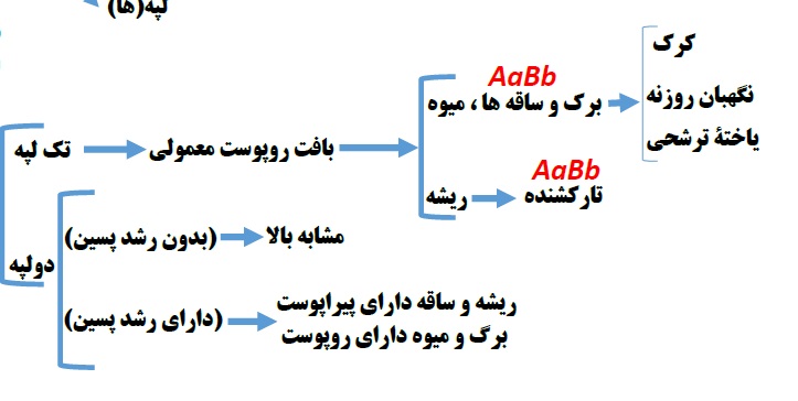 خلاصه درس ژنتیک گیاهی-محمدمهدی روزبهانی