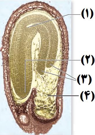 آزمونک 8 سؤالی ژنتیک- محمدمهدی روزبهانی+پاسخ تشریحی