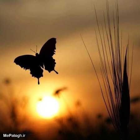 کامنت های مثبت و موثر شما به انتخاب شیلا کیانی99/11/1