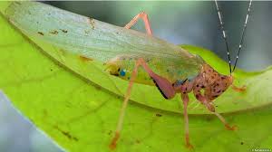 گزیده نکات زیست جانوری- مهدی رحمانی