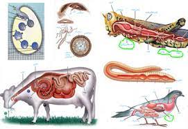 تنوع گوارش در جانداران-زیست دهم- غلامرضا جمالی