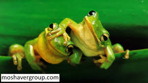 زیست جانوری، پروانه مونارک، نیایش پورافراسیابی