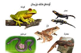 زیست شناسی- زیست جانوری- دوزیستان- نیایش پورافراسیابی