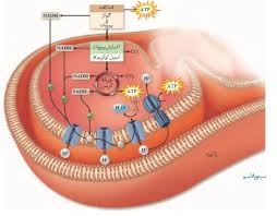 زیست شناسی- انواع تنفس‌های یاخته ای- سیدامیرمنصور بهشتی