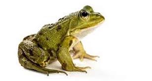 زیست شناسی- زیست جانوری- دوزیستان بخش دوم- نیایش پورافراسیابی