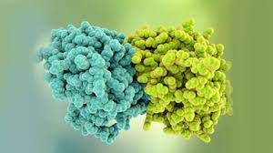 زیست شناسی- همه چیز درباره مهندسی پروتئین- سیدامیرمنصور بهشتی