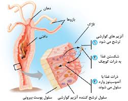 زیست شناسی- هیدر- نیایش پورافراسیابی
