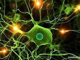 زیست شناسی- تنظیم اسمزی- پریا مظفری