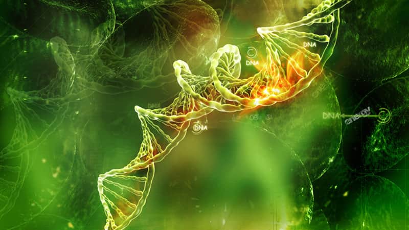 گوارش - زیست دهم - درسنامه - امیر حسین قاسم بگلو