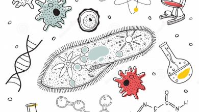 آزمایش گریفیث_زیست شناسی دوازدهم_هما پرتوانداز
