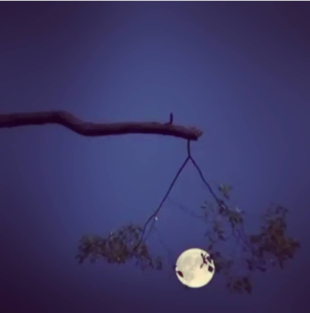 کامنت های مثبت و موثر به انتخاب شیلا کیانی سه شنبه 6 اردیبهشت