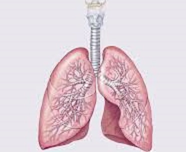 ساز و کار دستگاه تنفسی- زیست کنکور- پریا مظفری