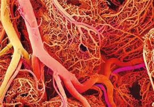 رگ‌های انسان- زیست کنکور- پریا مظفری