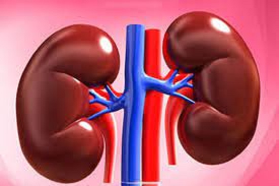 کلیه- زیست دوازدهم تجربی- پریا مظفری