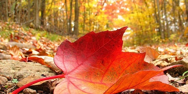 کامنت های مثبت و موثر به انتخاب شیلا کیانی