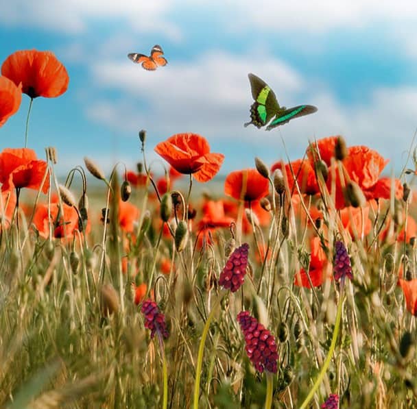 کامنت‌های مثبت و موثر به انتخاب شیلا کیانی