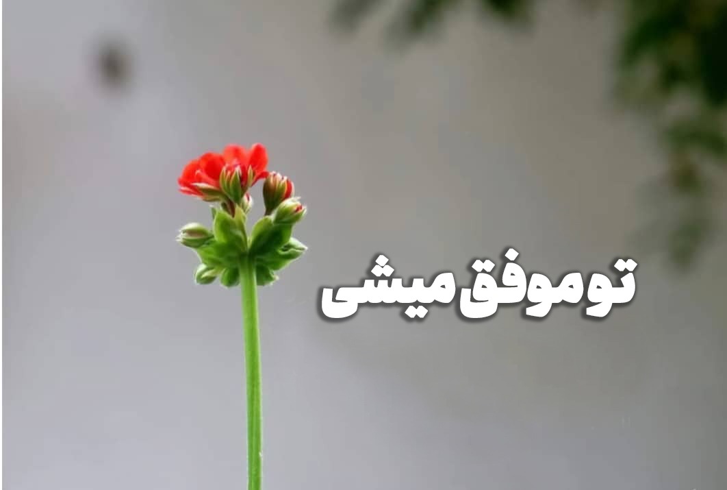 کامنت‌های مثبت و موثر به انتخاب شیلا کیانی