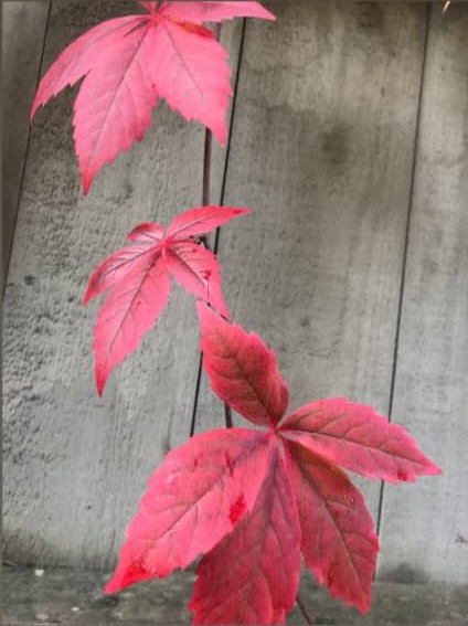 کامنت‌های مثبت و موثر به انتخاب شیلا کیانی