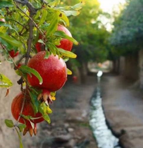 کامنت‌های مثبت و موثر به انتخاب شیلا کیانی