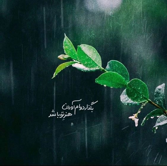 کامنت‌های مثبت و موثر به انتخاب شیلا کیانی