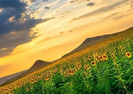 کامنت‌های مثبت و موثر به انتخاب شیلا کیانی
