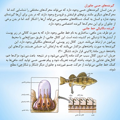 حواس-درسنامه-زیست شناسی2-لیلا نورانی