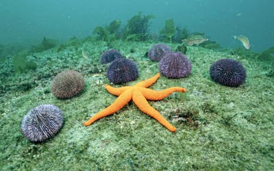 ستاره دريايي,عکس ستاره دريايي,انواع ستاره دريايي,تغه ستاره هاي دريايي