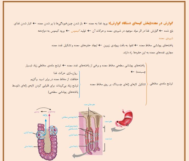 گوارش و جذب مواد - گوارش در معده