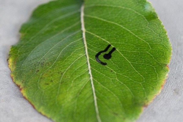 کانون فرهنگی آموزش قلم چی