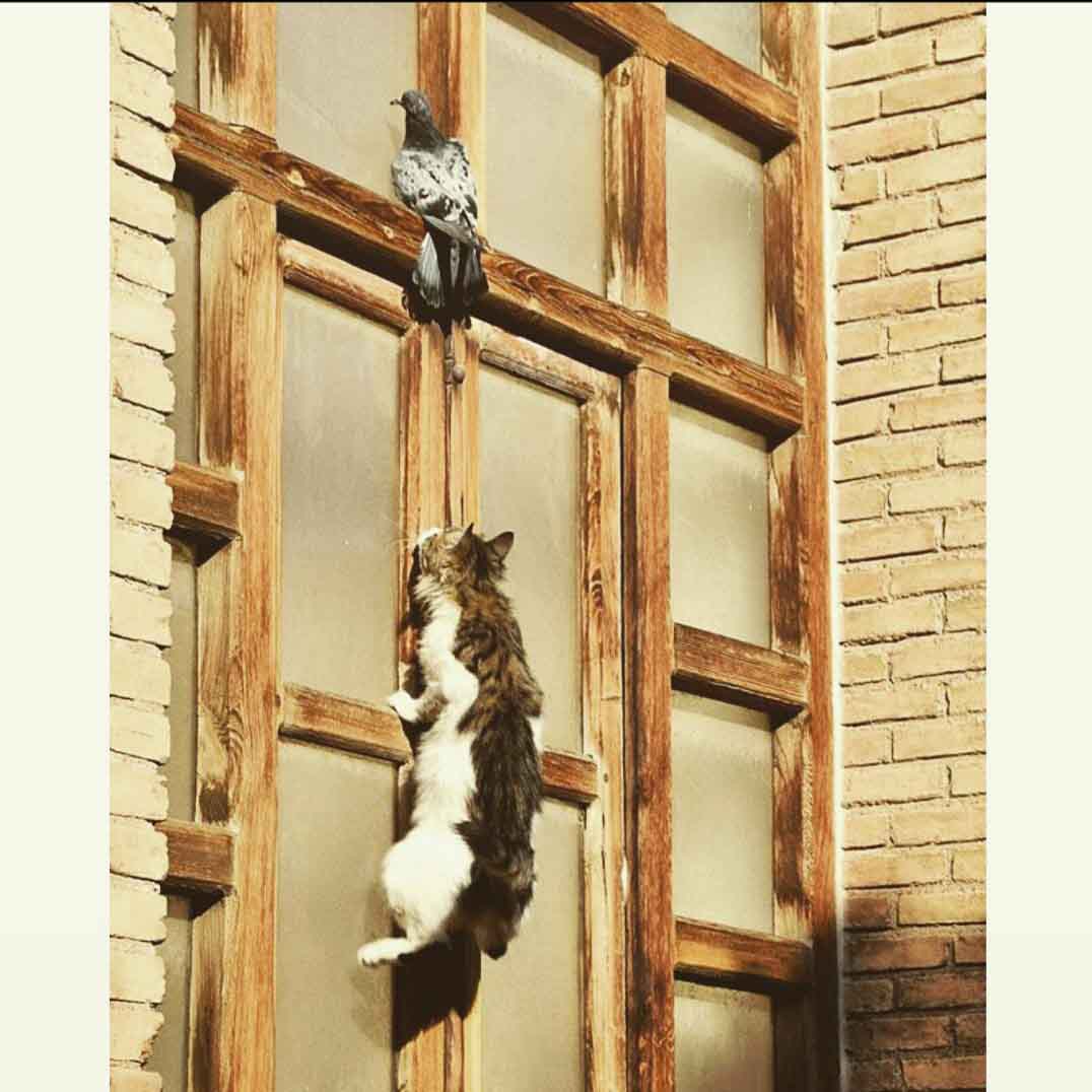 فعالیت گربه های معروف دانشگاه های هنر