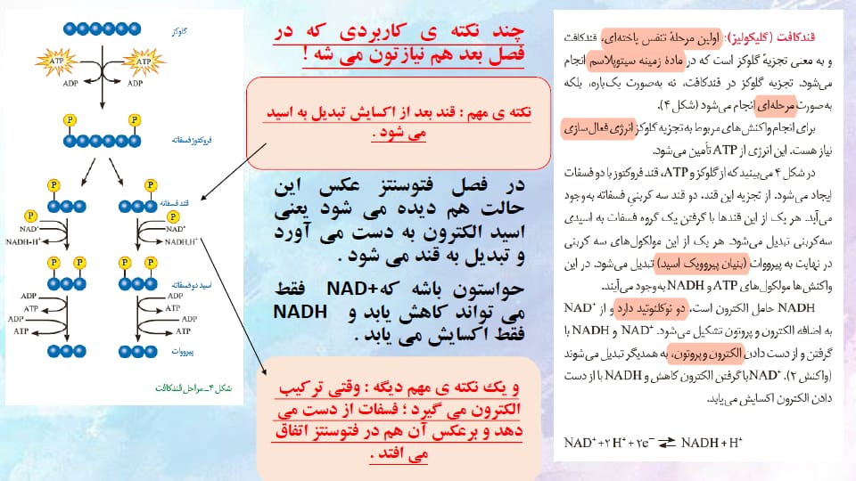 قندکافت (گلیکولیز)