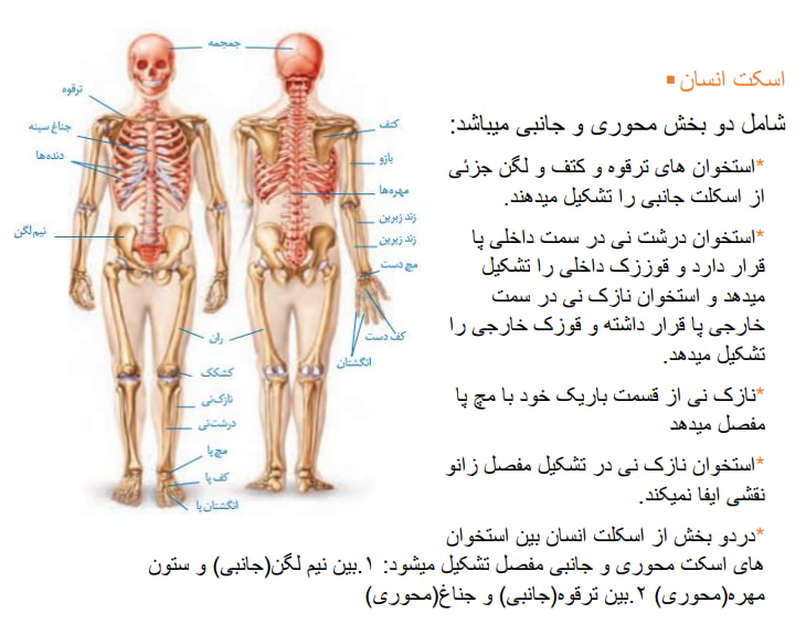 دستگاه حرکتی : نکات متن و تصاویر فصل - مینا محرم