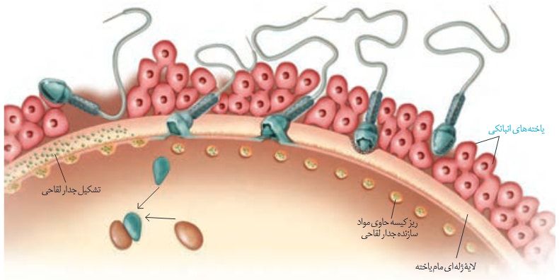 رشد و نمو جنین -زیست -درسنامه+انیمیشن+تست -مهدی خداوندلو1/2