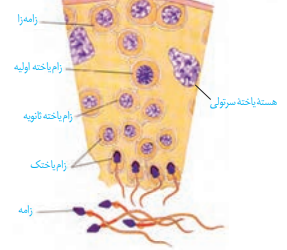 تولیدمثل مردان : نکات متن و تصاویر - ملیکا کلانتری